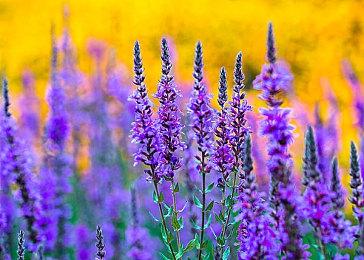 《铁拳8》三岛平八角色预告 9月30日上线