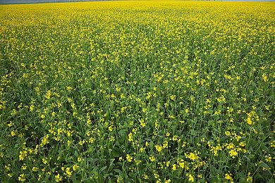 《守望先锋：归来》致国服玩家：免费送雾子传奇皮肤